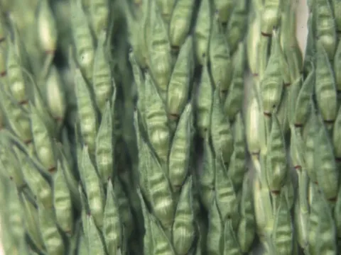 Zea luxurians