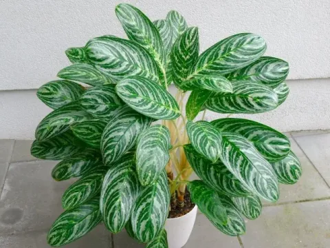 Aglaonema costatum