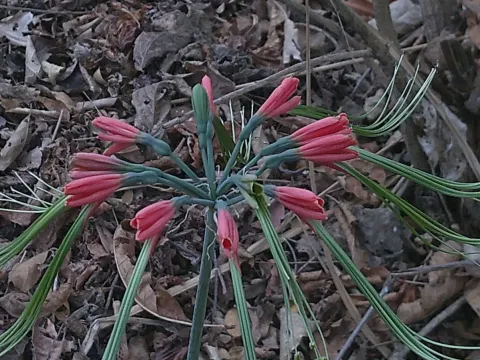 Eucrosia