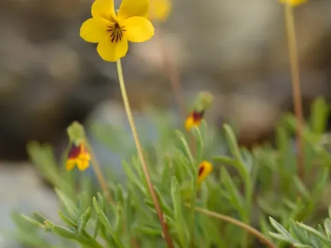 Douglas violet