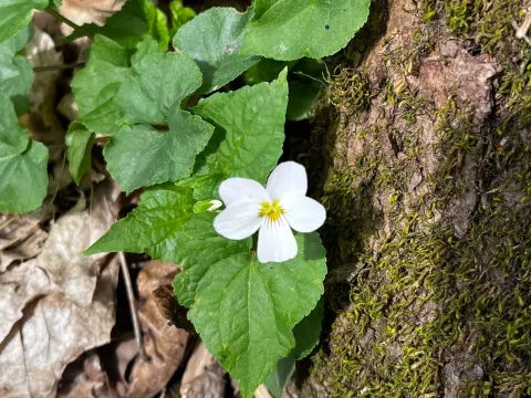 Canadian violet