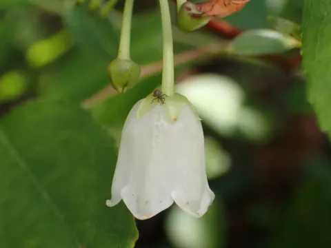Zenobia cassinefolia