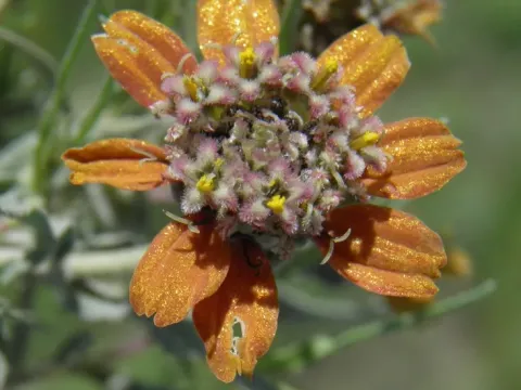 Zinnia anomala