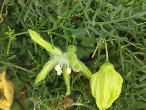 Abobra