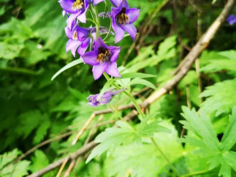 Delphinium oxysepalum