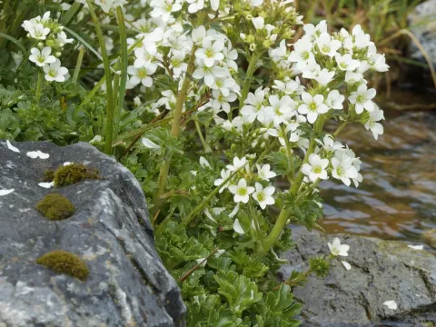 Saxifraga aquatica