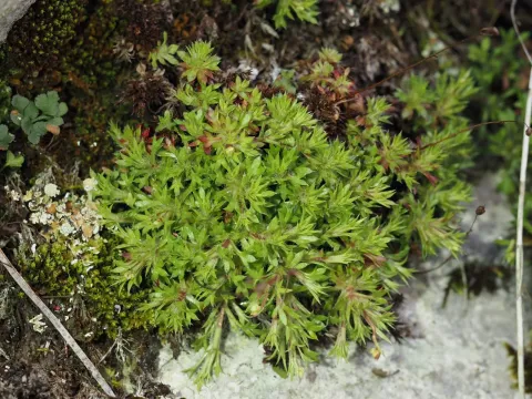 Saxifraga continentalis