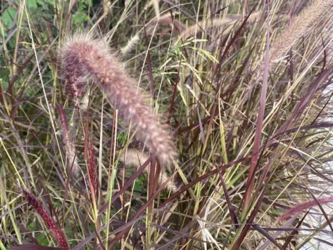 Copper burr grass