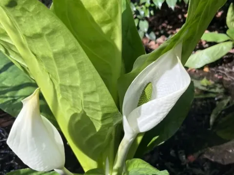 Asian skunk cabbage