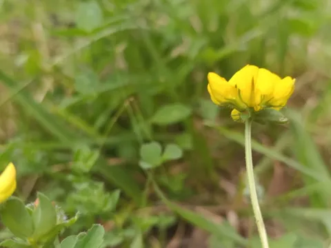 Bird's-foot trefoil