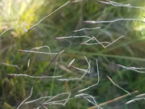Mongolian Stipa