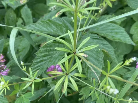 River bedstraw