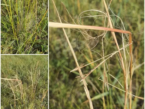 Krylov's Feather Grass
