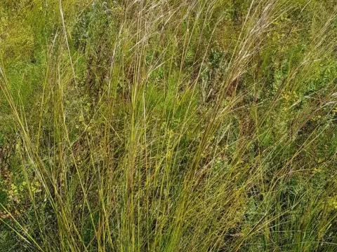 Stipa grandis