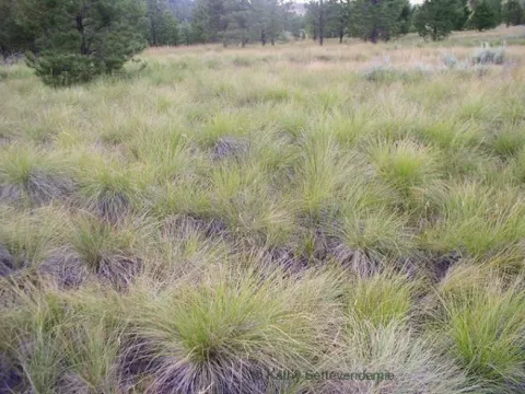 Western needlegrass