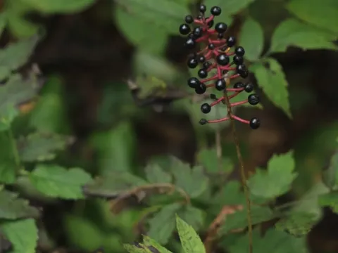 Baneberry (Actaea asiatica)