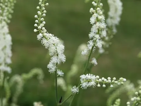 Dahurian bugbane