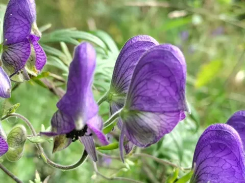 Aconitum volubile