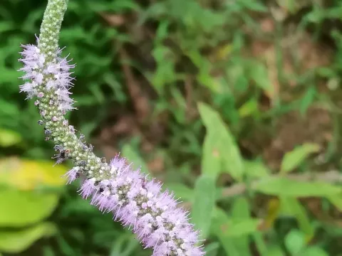 Pogostemon quadrifolius