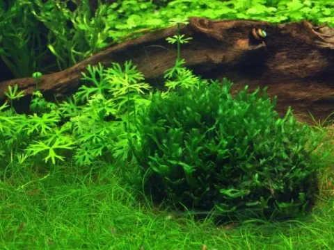 Monosolenium
