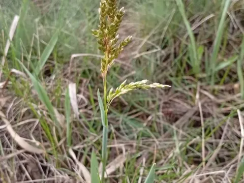 Creeping vernal grass