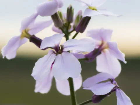 Snow Hesperis