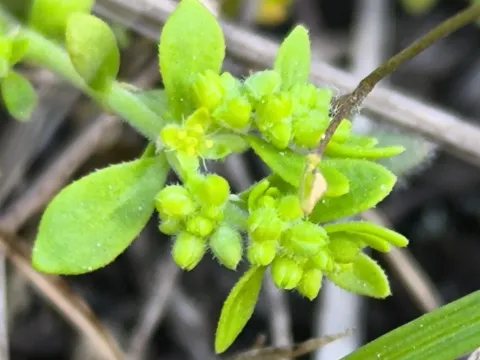 Herniaria polygama