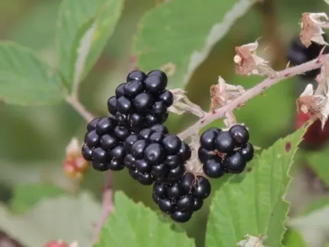 English blackberry