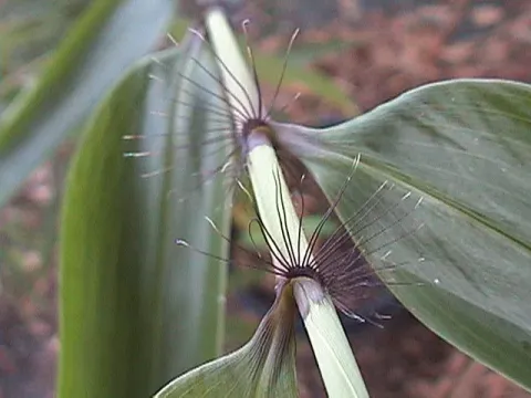 Ampelocalamus