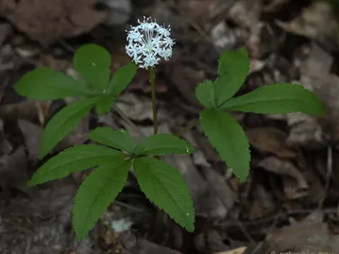 Dwarf ginseng