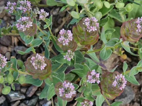 Aethionema arabicum