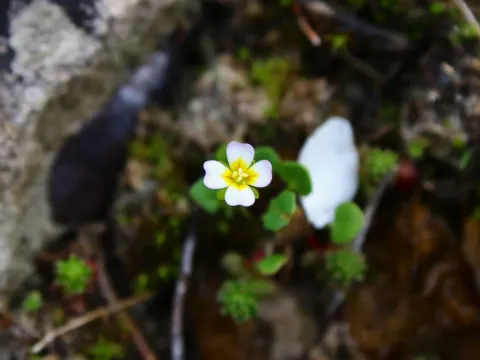 Leavenworthia