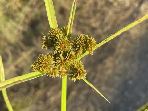 Cyperus pseudokyllingioides