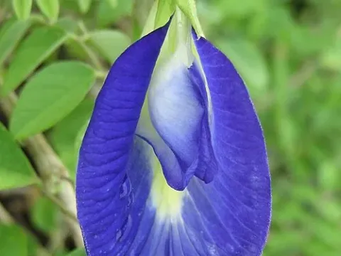 Clitoria heterophylla
