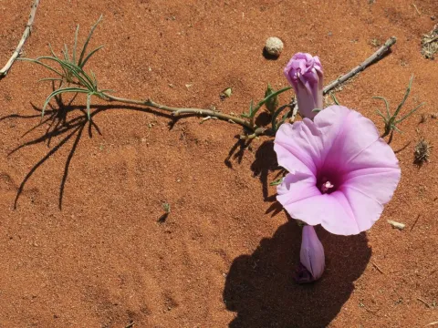 Ipomoea bolusiana