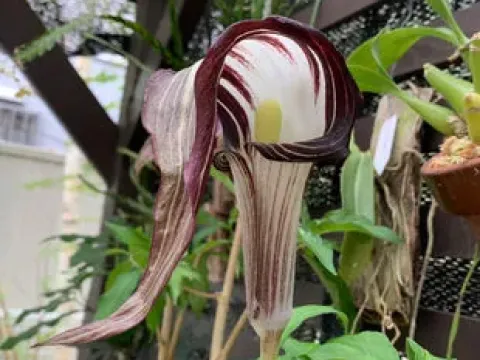 Arisaema takedae