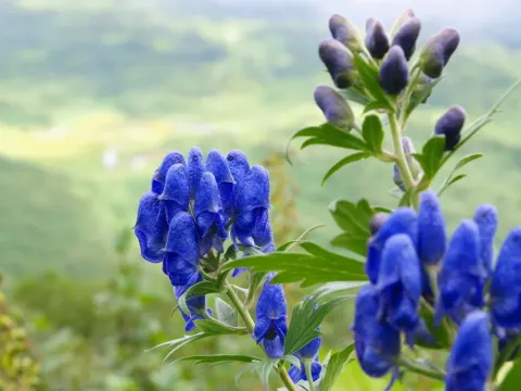 Nippon monkshood