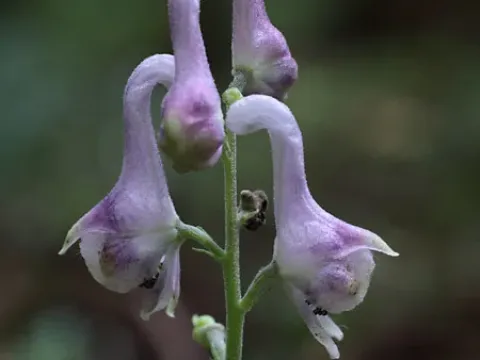 Aconitum pterocaule