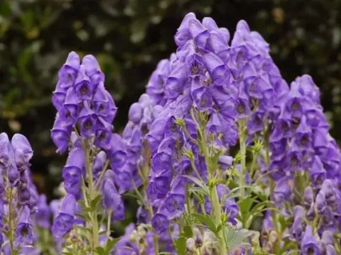 Aconitum zigzag
