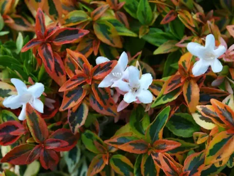 Abelia