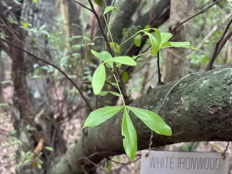 Хайпелат