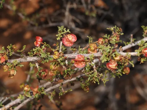 Dodonaea microzyga