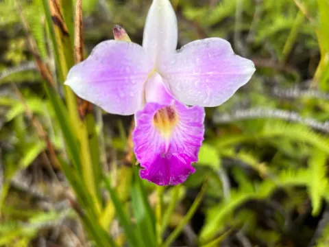 Arundina