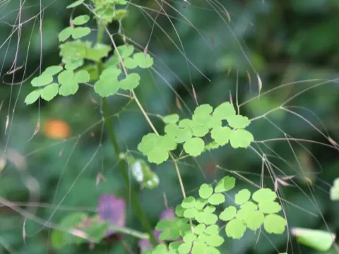 Thalictrum rhynchocarpum