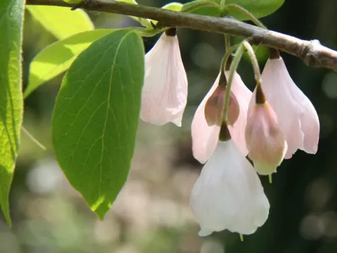 Melliodendron