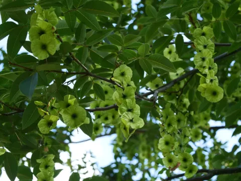 Cyclocarya