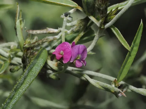 Glycine canescens