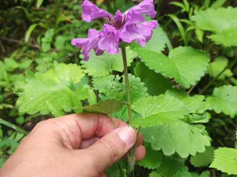 Betonica macrantha