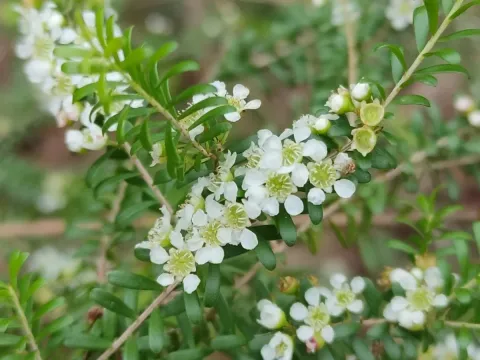 Sannantha