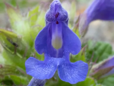 Dracocephalum rupestre